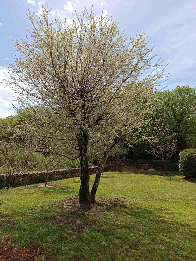 Holiday House Vela Vrta Sveti Ivan Dobrinjski Dış mekan fotoğraf